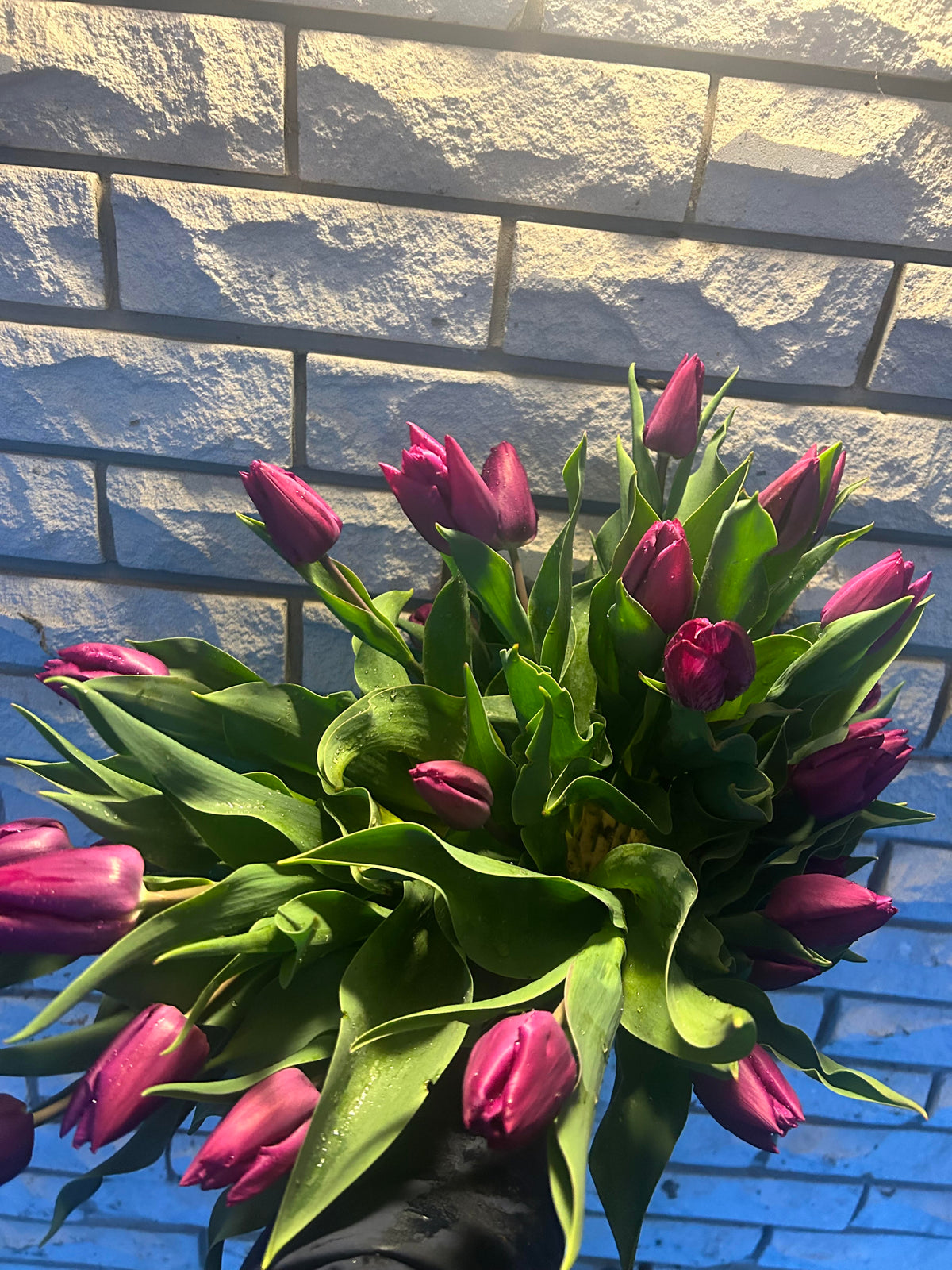 Tulips | Locally grown, Chemical Free